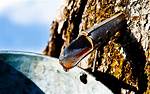 Why Is My Maple Tree Dripping Sap?