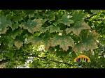 Why Is My Maple Tree Dropping Leaves?