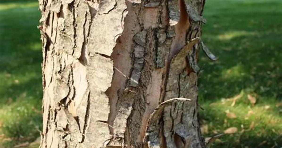 Why Is My Maple Tree Shedding Bark?