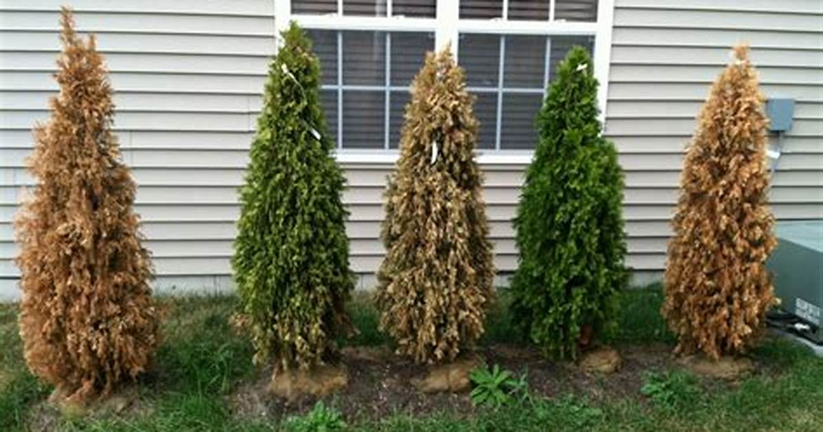 Why Is My Newly Planted Arborvitae Turning Brown?