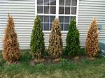 Why Is My Newly Planted Arborvitae Turning Brown?
