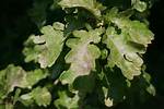 Why Is My Oak Tree Turning White?