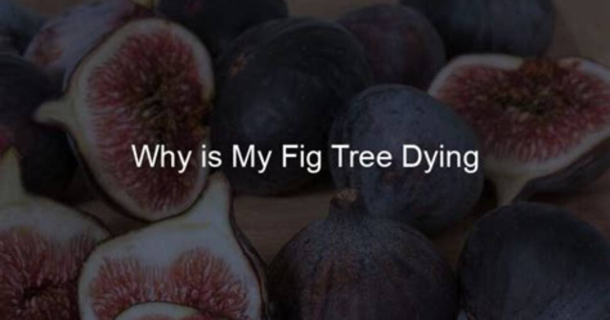 Why Is My Outdoor Fig Tree Dying?