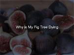 Why Is My Outdoor Fig Tree Dying?