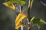 Why Is My Pear Tree Turning Yellow?