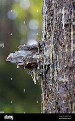 Why Is My Pine Tree Dripping Sap from the Branches?