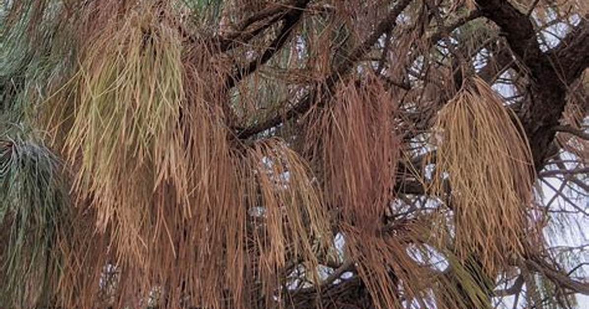 Why Is My Pine Tree Weeping?