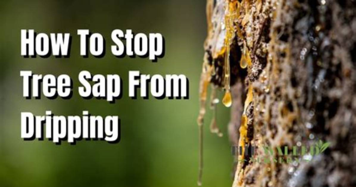 Why Is My Poplar Tree Dripping Sap?