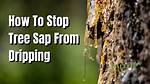 Why Is My Poplar Tree Dripping Sap?