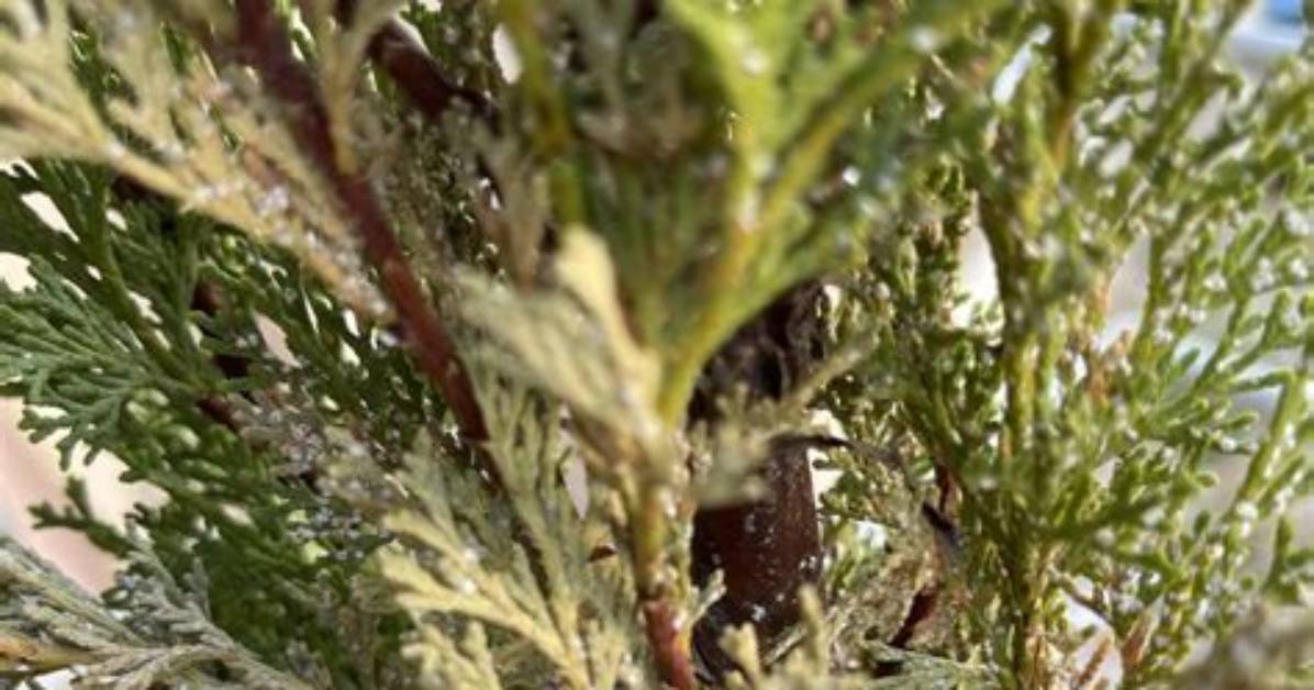 Why Is My Potted Cypress Tree Dying?