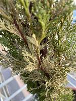 Why Is My Potted Cypress Tree Dying?