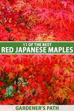 Why Is My Red Japanese Maple Tree Dying?