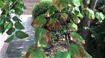 Why Is My Redbud Tree Turning Brown?