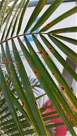 Why Is My Robellini Palm Turning Brown?