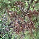 Why Is My Serbian Spruce Dying?
