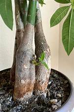 Why Is My Tree Sprouting?