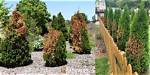 Why Is My White Pine Tree Turning Yellow?