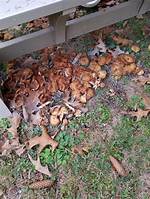 Why Is My Yard Being Taken over by Clover?