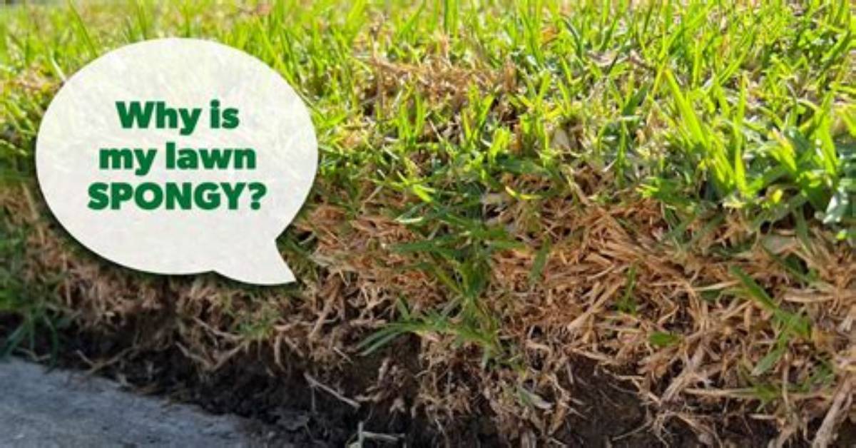 Why Is My Yard Spongy?