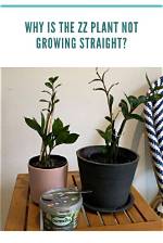 Why Is My Zz Plant Not Doing Well?