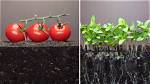 Why Is Only One Tomato Growing on My Plant?