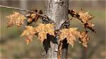 Why Is Part of My Tree Dying?