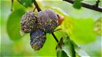 Why Is Plum Tree Going Brown?