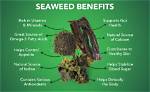 Why Is Seaweed Used as a Thickening Agent?