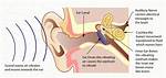 Why Is Sound Coming from One Ear Phone?