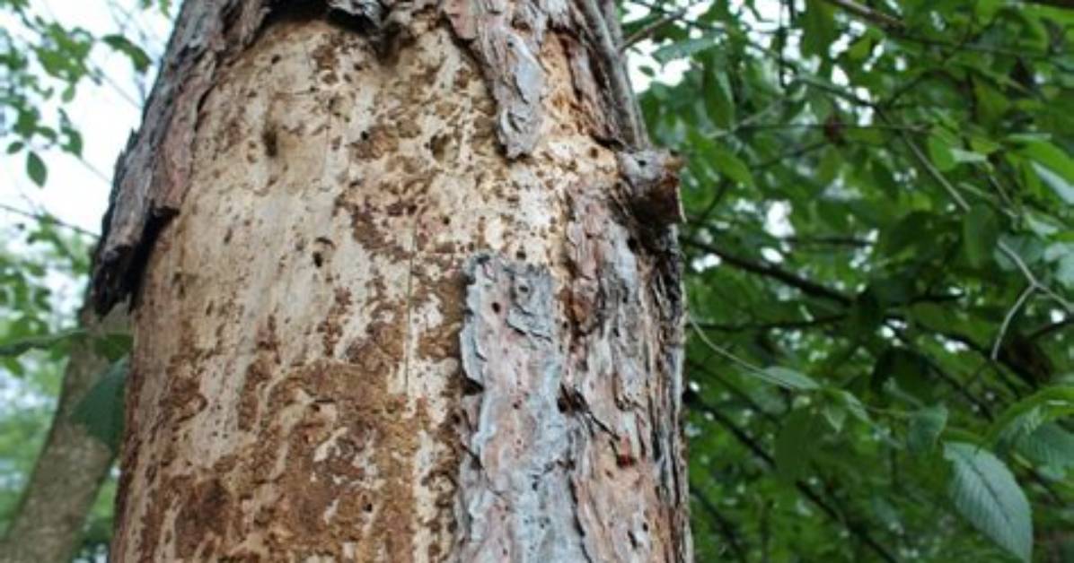 Why Is the Bark Coming off My Oak Tree?