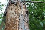 Why Is the Bark Coming off My Oak Tree?
