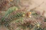 Why Is the Top of My Spruce Tree Brown?