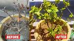 Will a Dead Hibiscus Come Back?