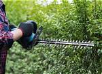 Will a Hedge Grow Back?
