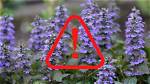 Will Ajuga Choke out Other Plants?