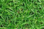 Will Bermuda Grass Grow in Nc?