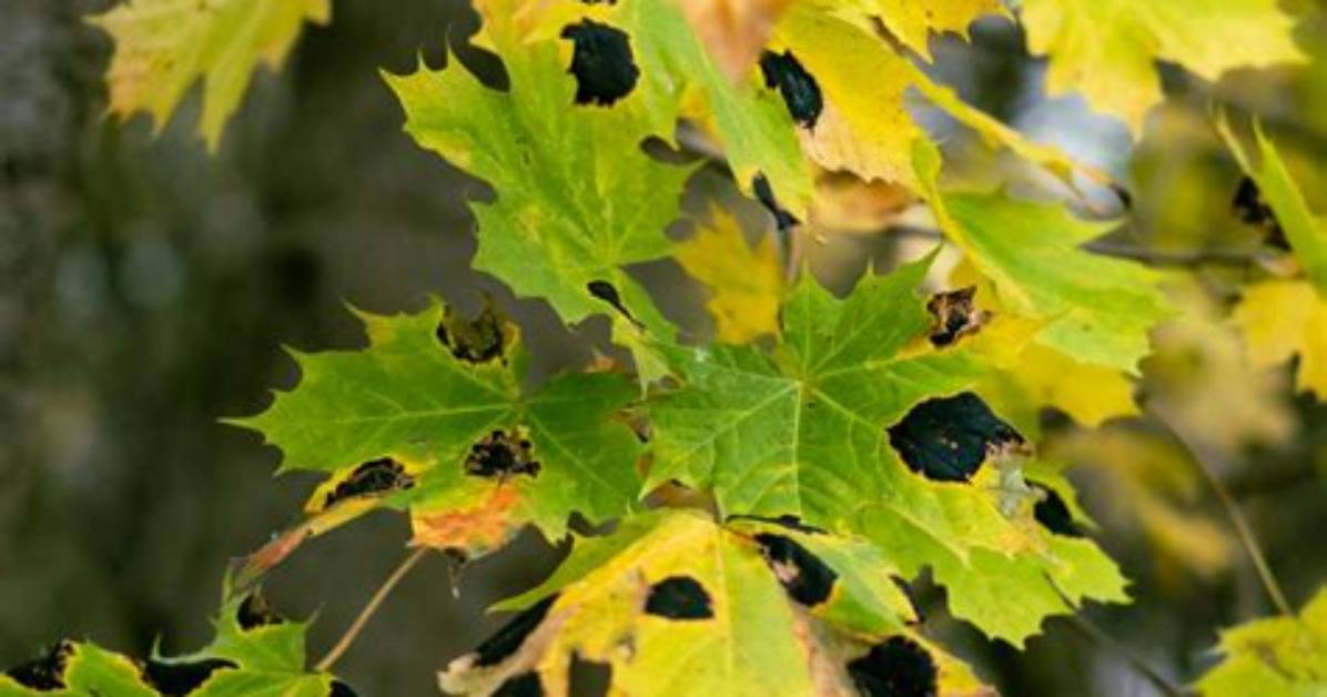 Will Black Spot Kill a Maple Tree?