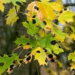 Will Black Spot Kill a Maple Tree?