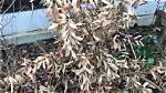 Will Bottle Brush Trees Come Back After Freeze?