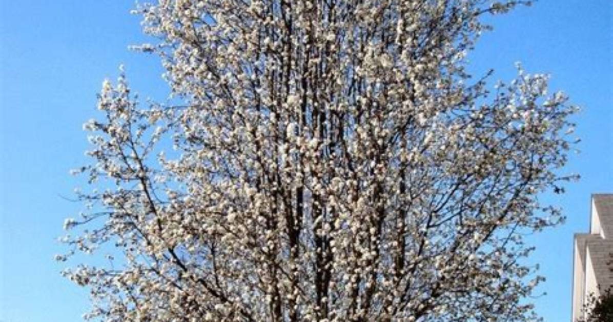 Will Bradford Pear Tree Grow Back?