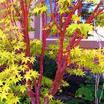 Will Coral Bark Japanese Maple Grow in Full Sun?