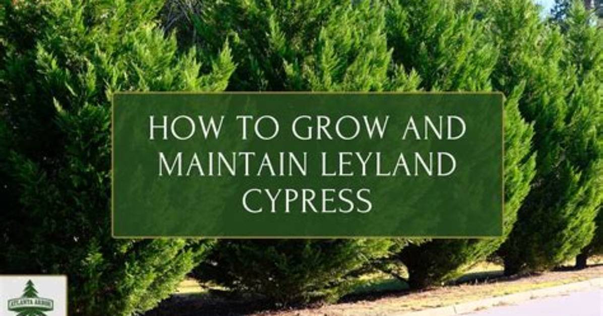 Will Cypress Branches Grow Back?