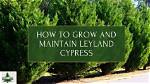 Will Cypress Branches Grow Back?
