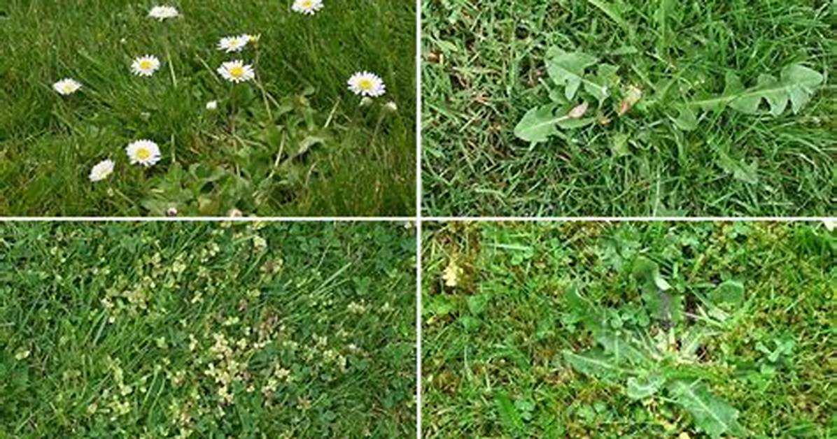 Will Grass Eventually Overtake Weeds?