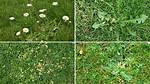 Will Grass Eventually Overtake Weeds?