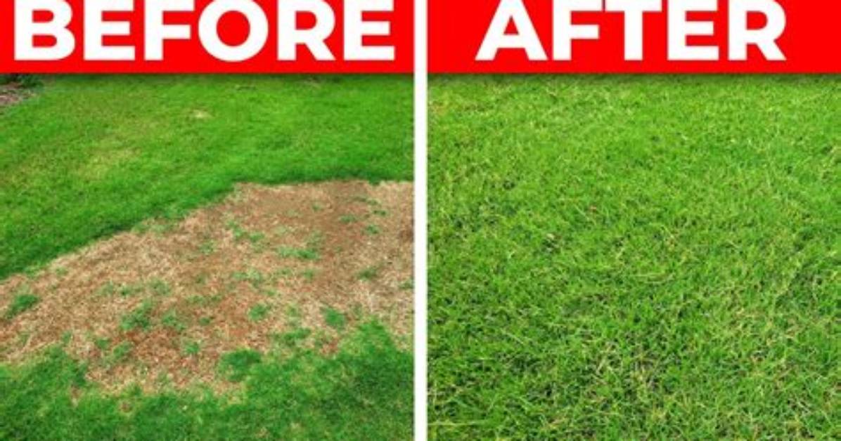 Will Grass Grow over Bald Spots?