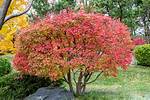Will Japanese Maple Grow in Minnesota?