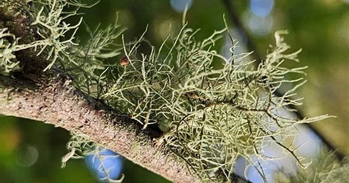Will Lichen Kill My Tree?