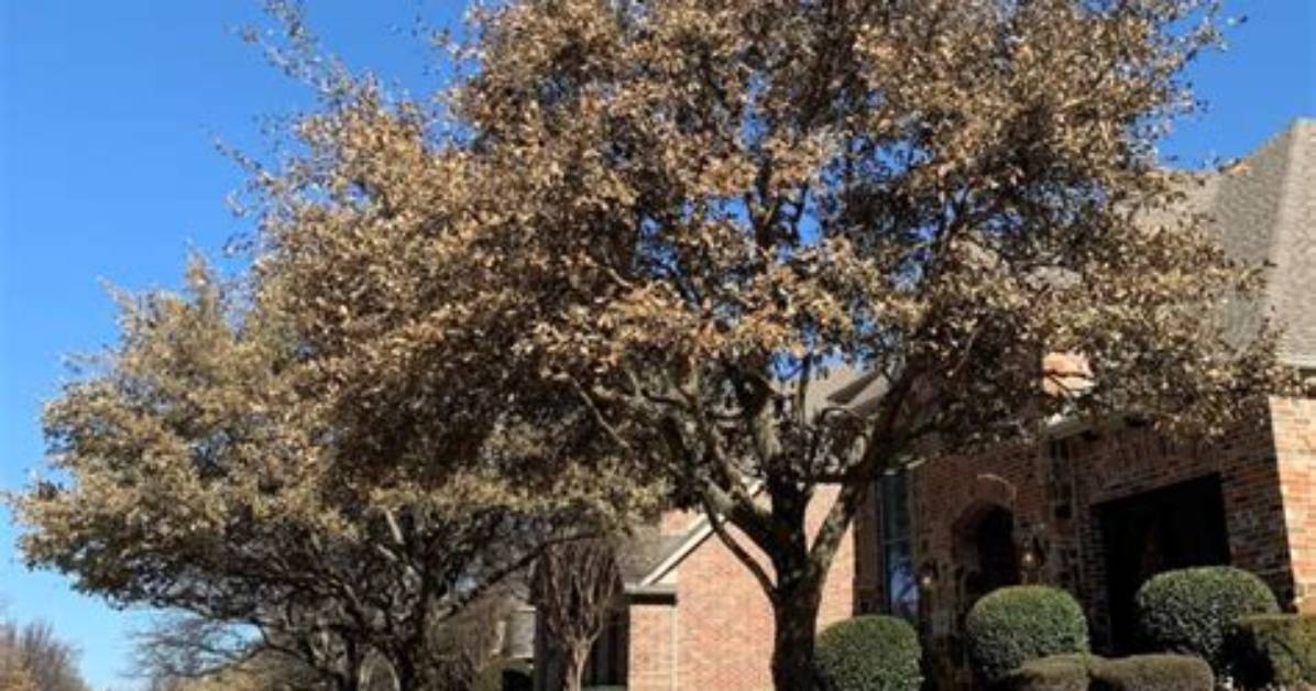 Will Live Oaks Survive the Texas Freeze?