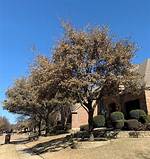 Will Live Oaks Survive the Texas Freeze?